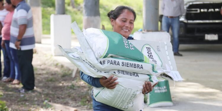 ¿Eres productor? Ya comenzó la entrega de semilla mejorada de maíz en estos municipios