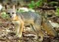 Reaparece en Cozumel, uno de los zorros más raros del planeta