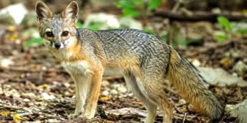 Reaparece en Cozumel, uno de los zorros más raros del planeta
