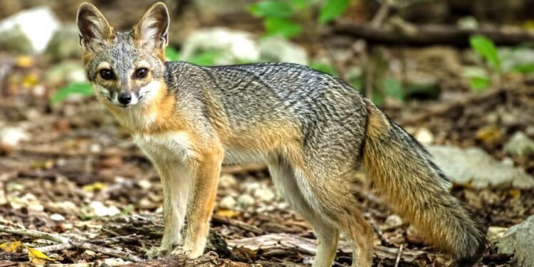 Reaparece en Cozumel, uno de los zorros más raros del planeta
