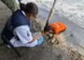 Patrullaje de rutina termina con rescate inesperado; ponen a salvo 39 huevos de tortuga marina