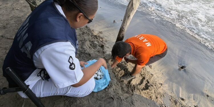 Patrullaje de rutina termina con rescate inesperado; ponen a salvo 39 huevos de tortuga marina