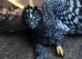 ¿Qué significa su presencia? Detectan por primera vez al Águila Tirana en la Sierra Gorda