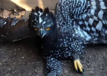 ¿Qué significa su presencia? Detectan por primera vez al Águila Tirana en la Sierra Gorda