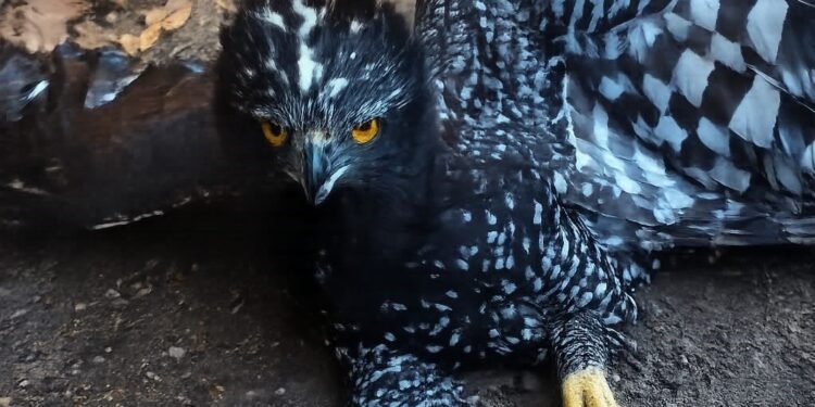 ¿Qué significa su presencia? Detectan por primera vez al Águila Tirana en la Sierra Gorda