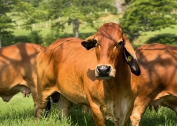 Suspenden la Expo Ganadera de Tuxpan; la feria tendrá cambios de última hora