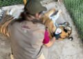 Cinco felinos, incluidos tres tigres de Bengala, son rescatados de un inmueble en Durango