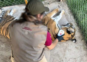 Cinco felinos, incluidos tres tigres de Bengala, son rescatados de un inmueble en Durango
