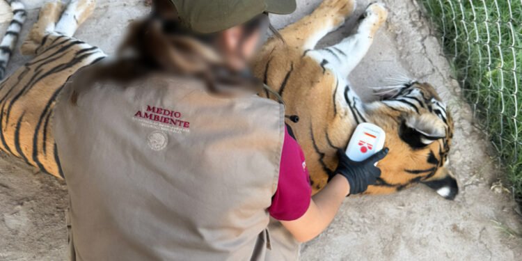 Cinco felinos, incluidos tres tigres de Bengala, son rescatados de un inmueble en Durango