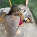 Cinco felinos, incluidos tres tigres de Bengala, son rescatados de un inmueble en Durango