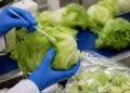 Las pruebas hablan; Cofepris descarta Cyclospora en lechugas mexicanas investigadas
