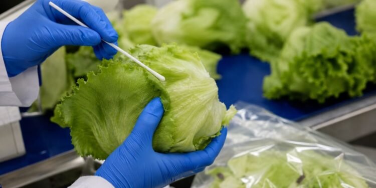 Las pruebas hablan; Cofepris descarta Cyclospora en lechugas mexicanas investigadas