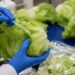 Las pruebas hablan; Cofepris descarta Cyclospora en lechugas mexicanas investigadas
