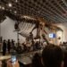 ¿Pagarías 50 millones de dólares por un dinosaurio? “Gus” rompió todos los récords