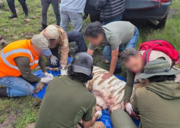 ¡Final al operativo! Rescatan al tigre de bengala que escapó y movilizó tierra y aire en Edomex