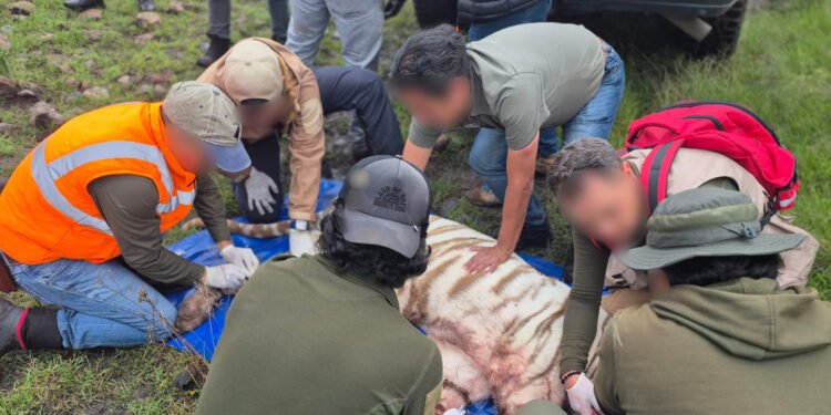 ¡Final al operativo! Rescatan al tigre de bengala que escapó y movilizó tierra y aire en Edomex