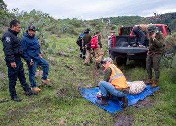 Captura de Kenzo termina en indignación; reportan que el tigre murió tras ser sedado y presuntamente baleado en Edomex