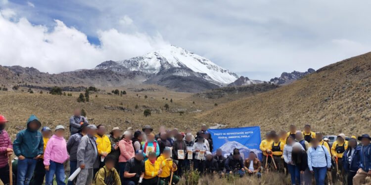 ¿Cómo buscan recuperar los bosques de Puebla? Profepa y comunidades plantan 500 árboles