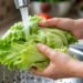 Taylor Farms responde tras falso positivo en lechuga mexicana; retiro por brote de “diarrea explosiva” continúa