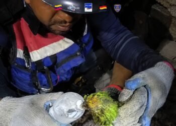 Video capta el emotivo rescate de Panchito, el loro que sobrevivió entre los escombros en Venezuela
