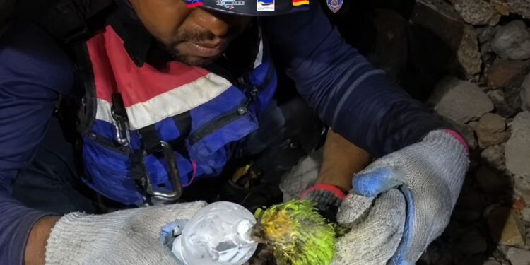 Video capta el emotivo rescate de Panchito, el loro que sobrevivió entre los escombros en Venezuela