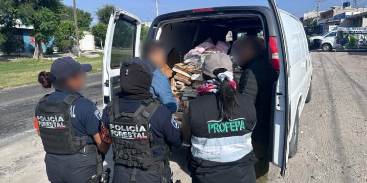 Rescatan aves amenazadas y aseguran orquídeas durante operativo en carreteras de Puebla