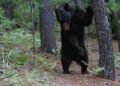 ¡Pocas veces visto! Comunidades revelan en video la vida secreta del oso negro en Chihuahua