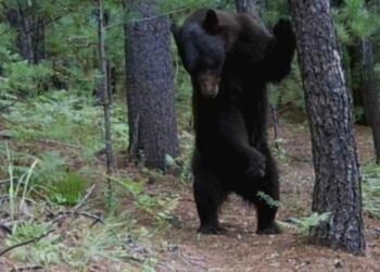 ¡Pocas veces visto! Comunidades revelan en video la vida secreta del oso negro en Chihuahua