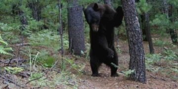 ¡Pocas veces visto! Comunidades revelan en video la vida secreta del oso negro en Chihuahua