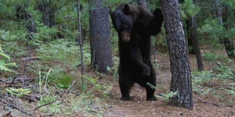 ¡Pocas veces visto! Comunidades revelan en video la vida secreta del oso negro en Chihuahua