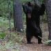 ¡Pocas veces visto! Comunidades revelan en video la vida secreta del oso negro en Chihuahua