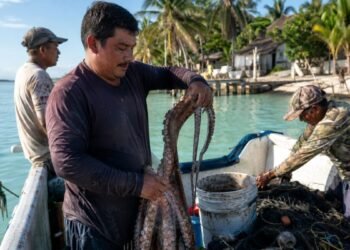 ¡Comienza la temporada! Quintana Roo abre la pesca de pulpo desde este 1 de agosto