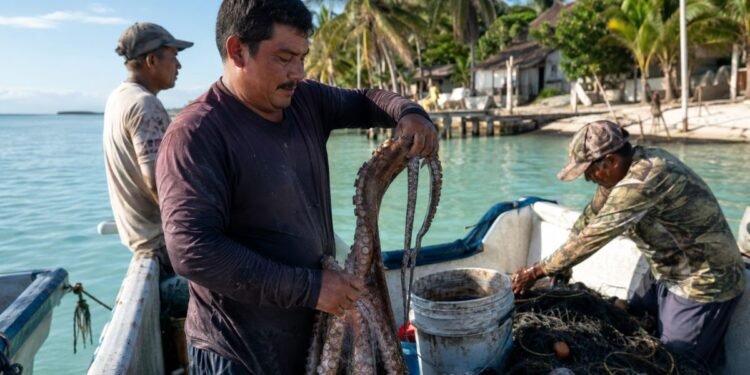 ¡Comienza la temporada! Quintana Roo abre la pesca de pulpo desde este 1 de agosto