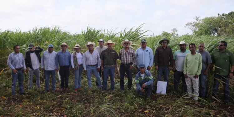 Dan respiro al campo en Quintana Roo; destinan 6 millones de pesos para fortalecer al sector cañero