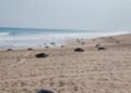 Más de 21 mil tortugas marinas llegan a playas de Oaxaca; Profepa refuerza operativo de protección