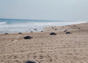 Más de 21 mil tortugas marinas llegan a playas de Oaxaca; Profepa refuerza operativo de protección