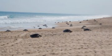 Más de 21 mil tortugas marinas llegan a playas de Oaxaca; Profepa refuerza operativo de protección