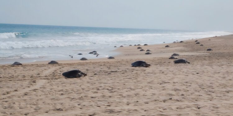 Más de 21 mil tortugas marinas llegan a playas de Oaxaca; Profepa refuerza operativo de protección