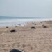 Más de 21 mil tortugas marinas llegan a playas de Oaxaca; Profepa refuerza operativo de protección