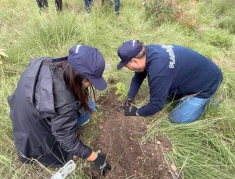 Reforestan la Sierra de Guadalupe con 250 árboles; industria del plástico refuerza su agenda ambiental