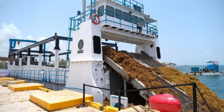 México va con todo contra el sargazo; anuncian inversión histórica de más de 2 mil millones para proteger el Caribe mexicano