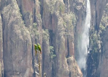 Esperanza para la conservación; la guacamaya verde vuelve a aparecer en un parque nacional de México