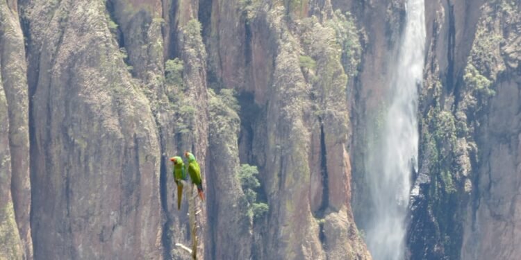 Esperanza para la conservación; la guacamaya verde vuelve a aparecer en un parque nacional de México