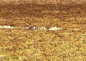 ¡Impactante! Captan a cocodrilo flotando sobre el sargazo en Mahahual