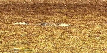 ¡Impactante! Captan a cocodrilo flotando sobre el sargazo en Mahahual