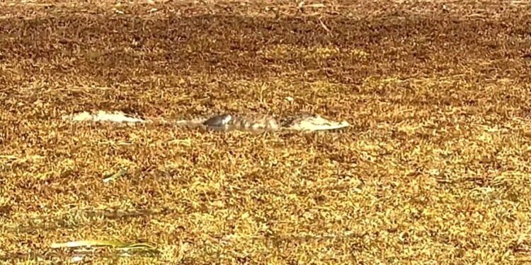 ¡Impactante! Captan a cocodrilo flotando sobre el sargazo en Mahahual