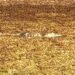 ¡Impactante! Captan a cocodrilo flotando sobre el sargazo en Mahahual