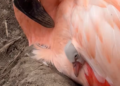 ¿Qué hizo posible el nacimiento de estos flamencos después de casi una década?