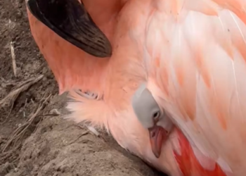 ¿Qué hizo posible el nacimiento de estos flamencos después de casi una década?