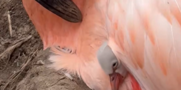 ¿Qué hizo posible el nacimiento de estos flamencos después de casi una década?